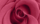 red rose flower in full bloom zoomed in. pink purple petals of rose close up. toned in viva magenta, trend color of the year 2023